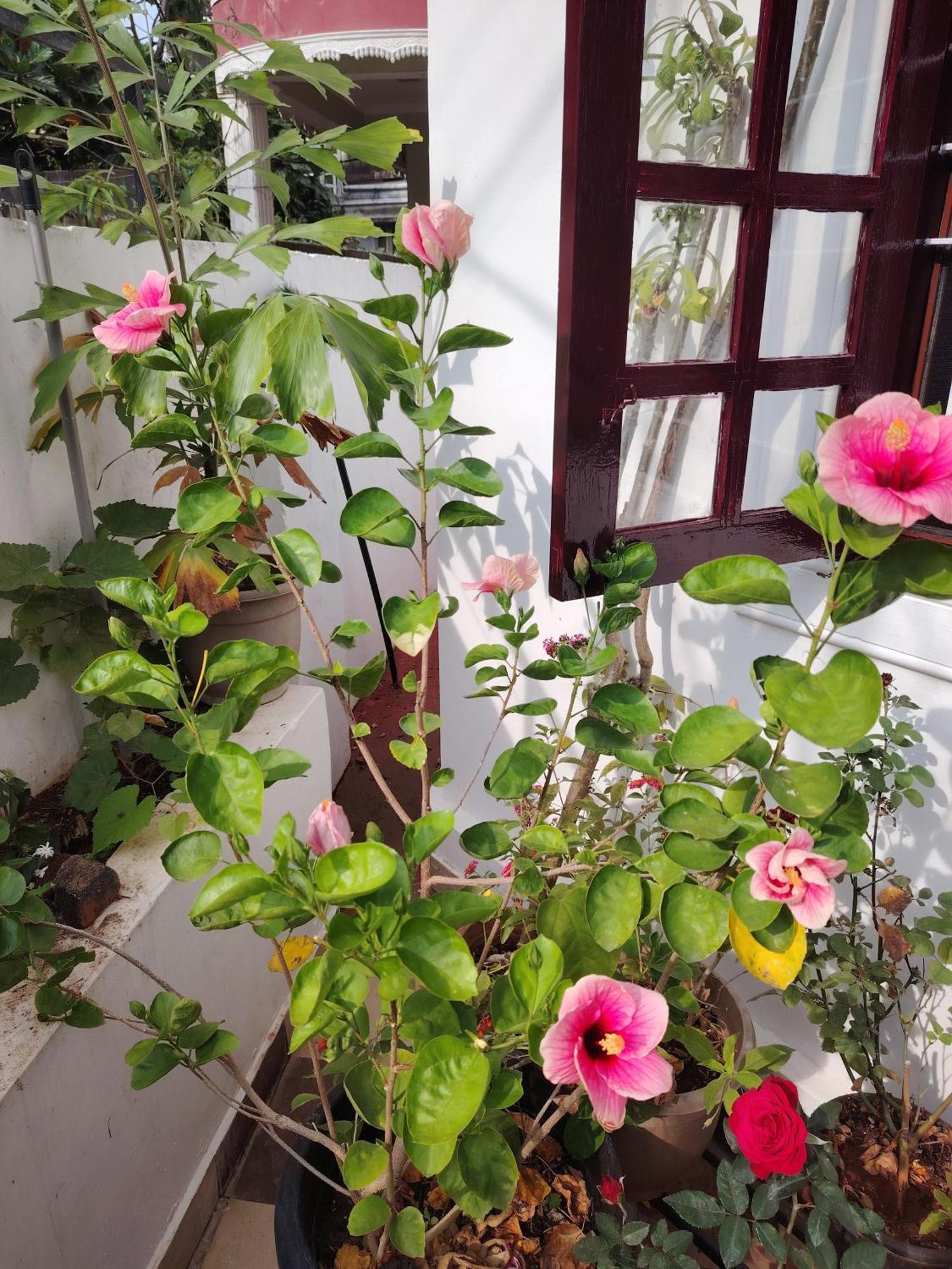 Beza Homestay Kochi Zewnętrze zdjęcie